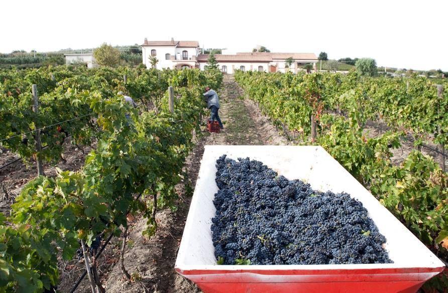 I Dolci Grappoli Villa Larino Kültér fotó